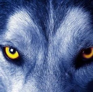 Meet your Posher, Hugo